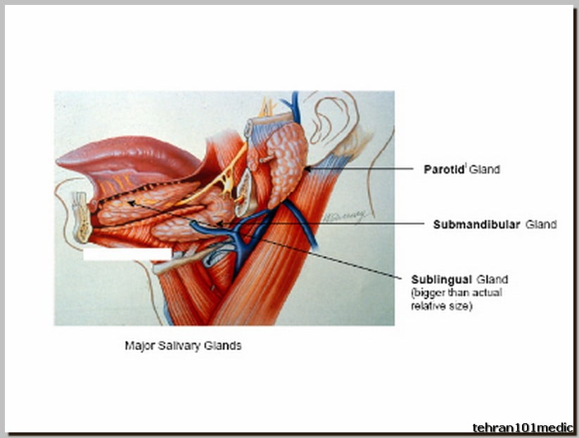 سونوگرافی غدد بزاقی چگونه انجام می‌شود